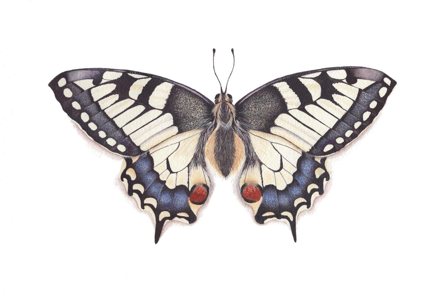 Swallowtail Butterfly Art Print